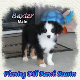 Baxter - Black tri male Toy Australian Shepherd puppy in Forestburg, Texas from Flaming Dill Ranch Aussies