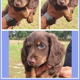 2300..Cruze - Chocolate and tan male Dachshund puppy in Winter Haven, Florida from Gateway 2 Little Paws