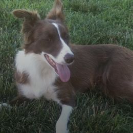 Border Collies from Red Pepper Border Collies