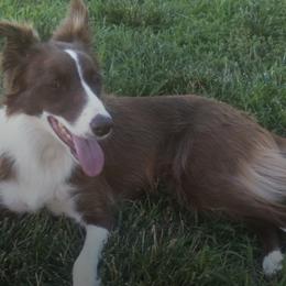 Border Collies from Red Pepper Border Collies