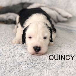 QUINCY - Blue gray and white male Old English Sheepdog puppy in Baltimore, Maryland from Misty Blue’s Old English Sheepdogs