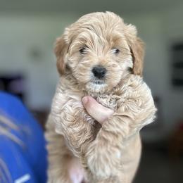 Willow - female Goldendoodle puppy in Bradenton, Florida from Doodle Acres
