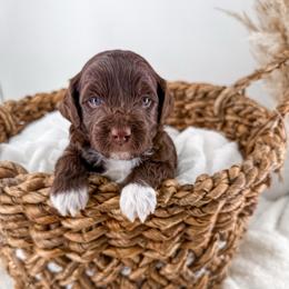 Brewed with love- Drip - Chocolate male Goldendoodle puppy in Russell Springs, Kentucky from Milk & Honey Doodles