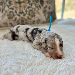 Edmund - White and red merle male Bordoodle puppy in Valley Center, California from Circle R Valley Bordoodls