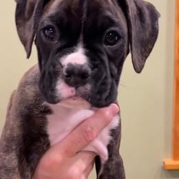 Boxer Puppies from Fineview Boxers