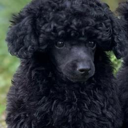 Black Gold ...... - Black female Poodle puppy in Leesville, Louisiana from BlackGoldToyPoodles