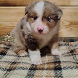 Gus - Red merle male Miniature Australian Shepherd puppy in Muskogee, Oklahoma from Tagalong Lane Australian shepherds