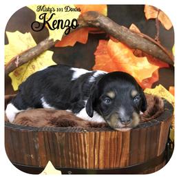KENZO - AKC Registered - Black and tan male Dachshund puppy in Graceville, Florida from Misty's 101 Doxies