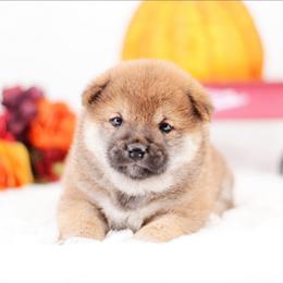 Elysia -FULL AKC REGISTRATION- - Red female Shiba Inu puppy in Neosho, Missouri from Kenny Cave K9s
