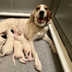 English Setter Puppies from Steens Mountain Setters