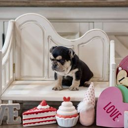 French Bulldog Puppies from Mt Olympus Kennel Club USA