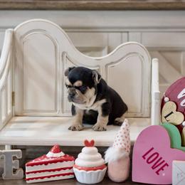 French Bulldog Puppies from Mt Olympus Kennel Club USA