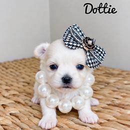 Dottie - White female Maltese puppy in Morehead, Kentucky from Paw Perfect Pets