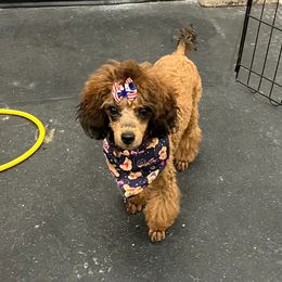 Goldendoodle and Poodle Puppies from South Sound Doodles