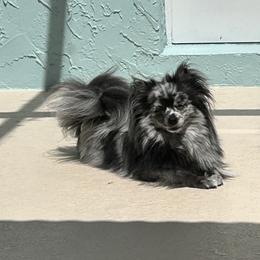 Carrera - Pomeranian