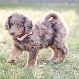 Pancake - Merle Bernedoodle puppy in Columbus, Georgia from Woofington Place Doodles