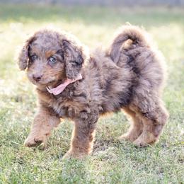 Pancake - Merle Bernedoodle puppy in Columbus, Georgia from Woofington Place Doodles