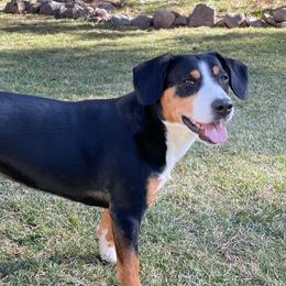 Entlebucher Mountain Dogs from Eagleheart Entlebuchers