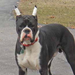 Boxers and Yorkshire Terriers from Pine Oaks Kennel