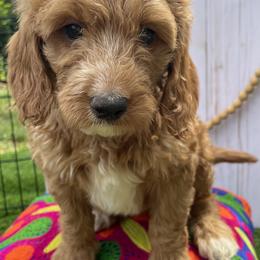 Goldendoodle Puppies from The Doodle grove
