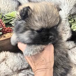 Alpha - Wolf sable female Pomsky puppy in Fallon, Nevada from Amazing High Desert Pomskys