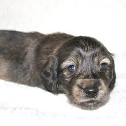 Benny - Brindle male Dachshund puppy in Fairfax, Iowa from Grayson’s Lovable Dachshunds