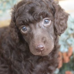 Poodles from Goodelife Puppies