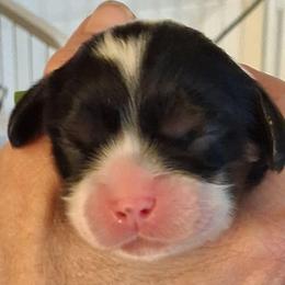 Green collar,  Samy - Tri-color male Cavalier King Charles Spaniel puppy in Colorado Springs, Colorado from True Love Colorado Cavalier King Charles Spaniels