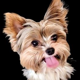 Buddy - Yorkshire Terrier