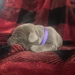 Silver Female - Labrador Retriever puppy from Kennels at 3551