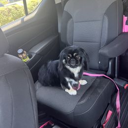 Diamond - Pekingese