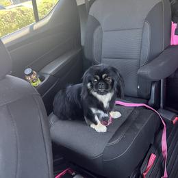 Diamond - Pekingese