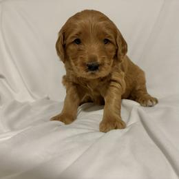Dancer: Medium Goldendoodle, Female, Ready Jan 19 - Apricot female Goldendoodle puppy in Johns Island, South Carolina from Golden Doodlebugs