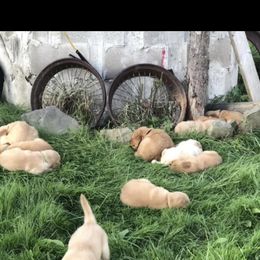 Golden Retriever Puppies from Nelsons Goldens