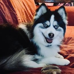 Lexy - Pomsky