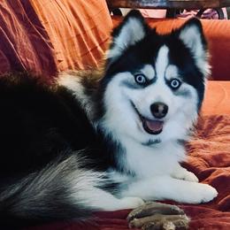 Lexy - Pomsky