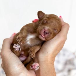 Smidge - green collar boy - Red male Cavapoo puppy in Melbourne, Florida from Space Coast Doodle Co.