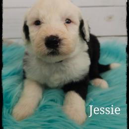 Jessie - Black and white female Sheepadoodle puppy in Farley, Iowa from Iowa's Doodle Co.