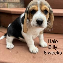 Halo AKC - Black tan and white female Beagle puppy in Rogersville, Missouri from Hales Little Beagle Haven