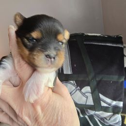 Danny Boy - Black tan and white male Biewer Terrier puppy in Chesapeake, Virginia from Bellissima Biewers & Yorkies