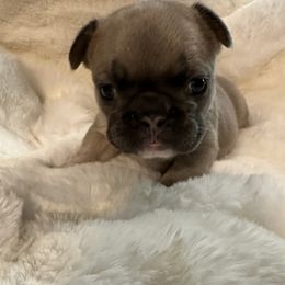 French Bulldog Puppies from Frenchiesbysouthernbell
