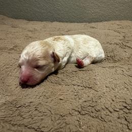 Boy 1 - White male Poodle puppy in Fredericktown, Missouri from Ellie & Co. Doodles and Poodles