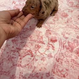 Moon - Dapple female Dachshund puppy in Magnolia, Texas from Carrie’s Countryside Dachshunds