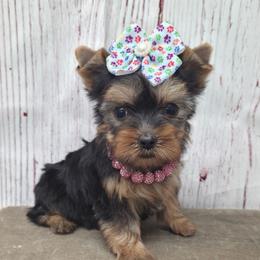 Annie TEACUP - Blue and gold female Yorkshire Terrier puppy in Monticello, Iowa from Ashley’s Puppies