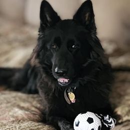 Boka - German Shepherd