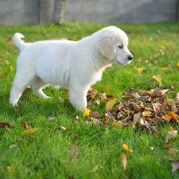 Golden Retriever Puppies from Mapleleaf Goldens