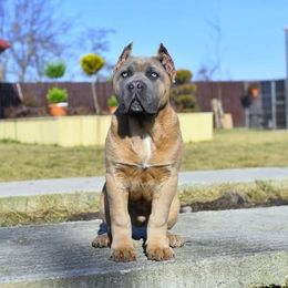 Cane Corso Puppies from Better Than You Cane Corso’s