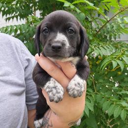 Teddy - Black male Dachshund puppy in Altamonte Springs, Florida from Happy Tails Dachshunds