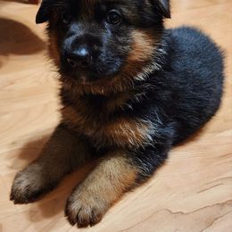 German Shepherd Puppies from Ewig Krieger Kennels