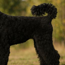 Rollo - Black Russian Terrier